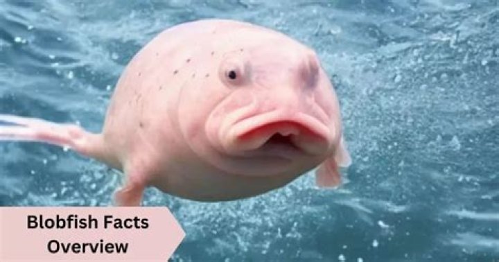 Where Does The Blobfish Live
